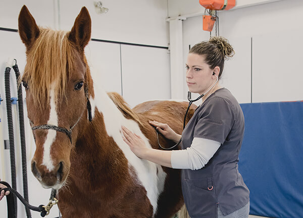 Equine Veterinarian Equine Veterinarian